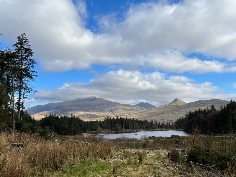 Beddgelert Forest