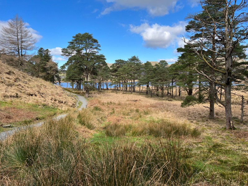 Beddgelert Forest